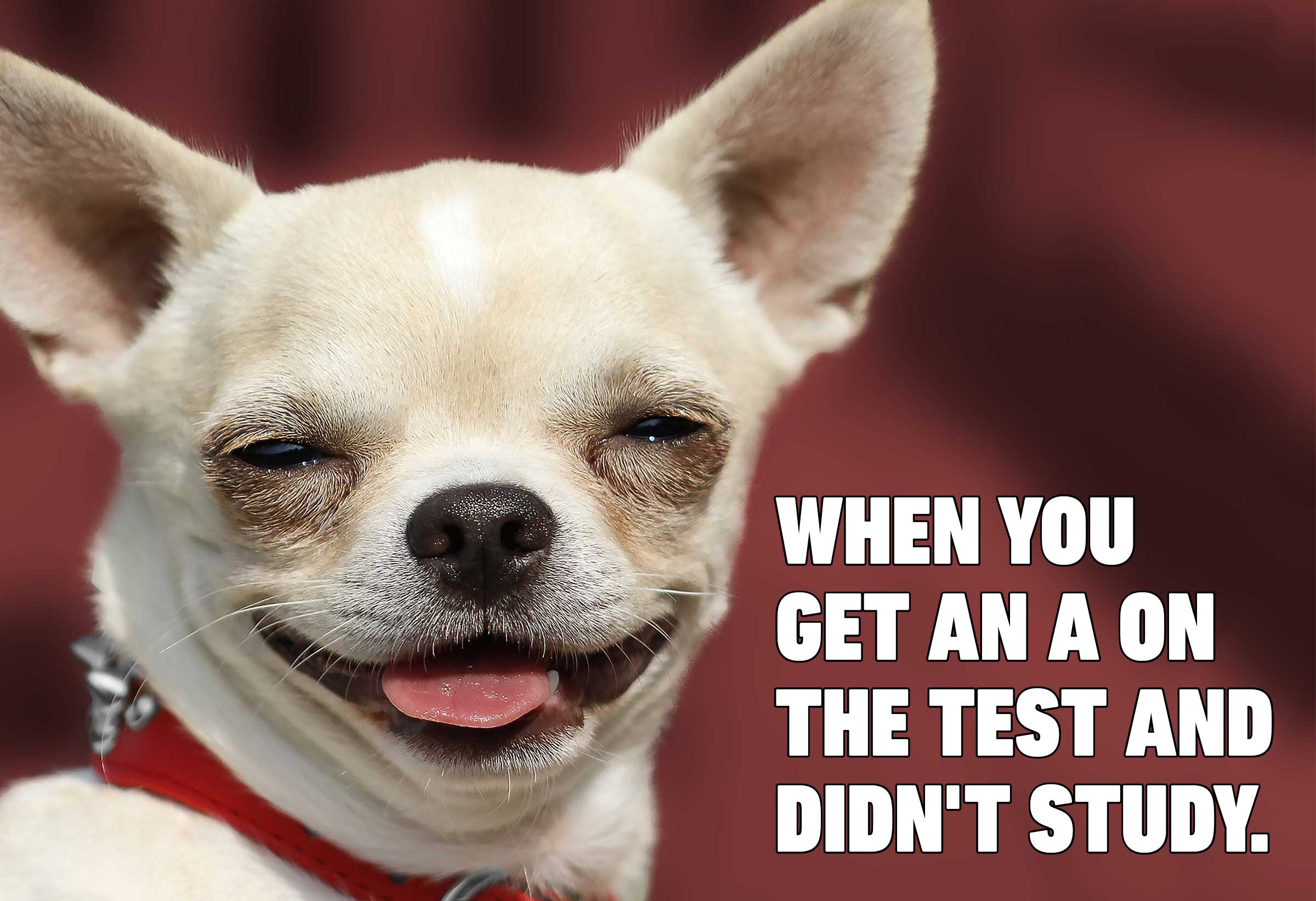 Chihuahua funny dog meme 