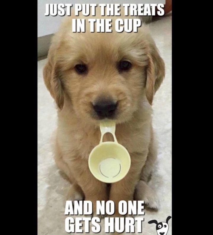 Funny Dog Memes That Will Have You Rolling - Mutt Scrub Products