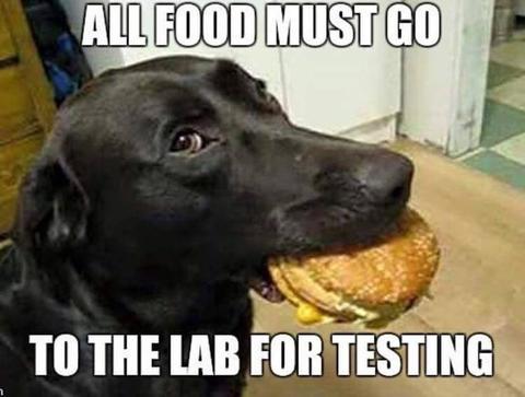 dog eating a cheeseburger