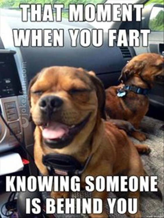 dogs farting funny