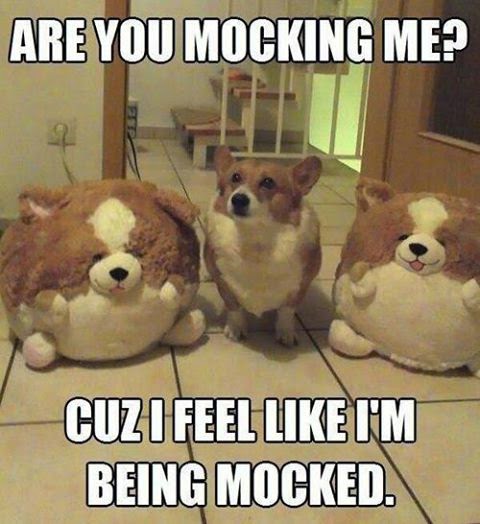 Corgi standing between two stuffed animal corgis