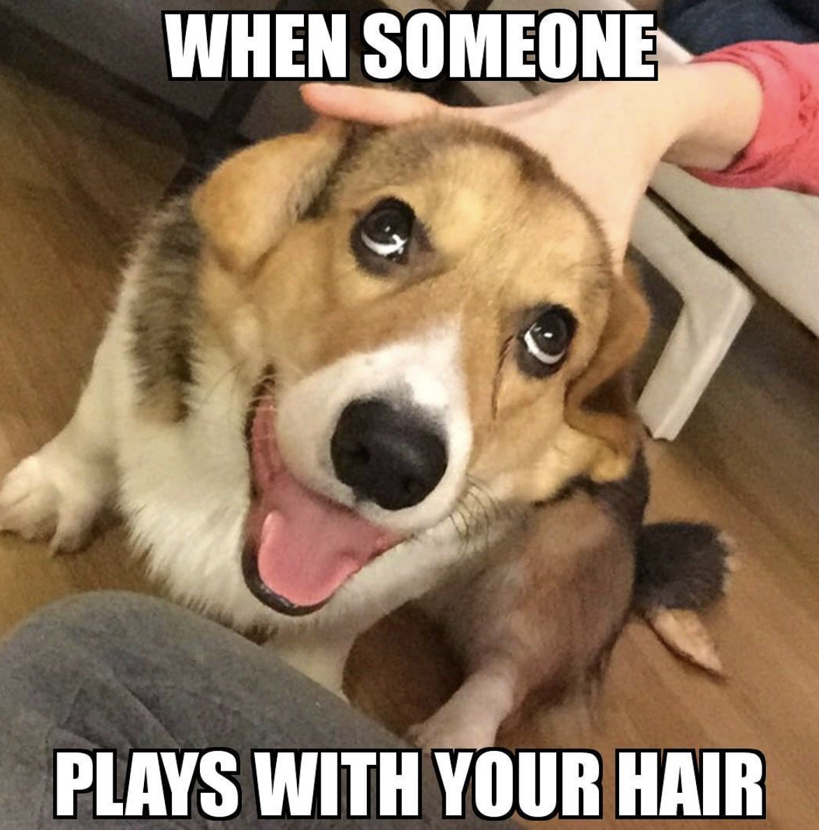 Dog petting meme