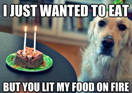 Dog with a birthday treat that has two candles in it