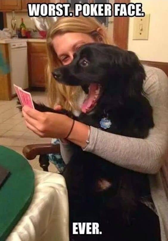 Dog playing poker