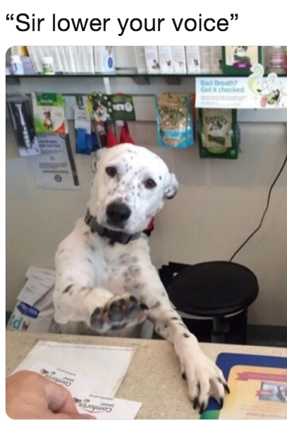 Customer service dog meme 
