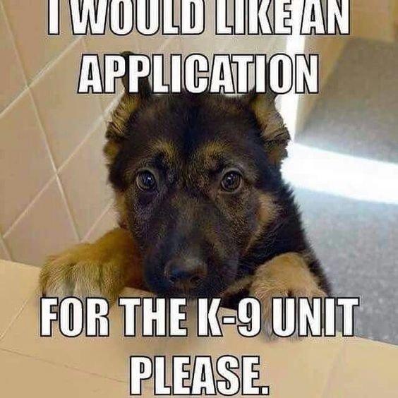 K9 puppy meme