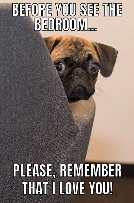 Pug hiding behind the couch