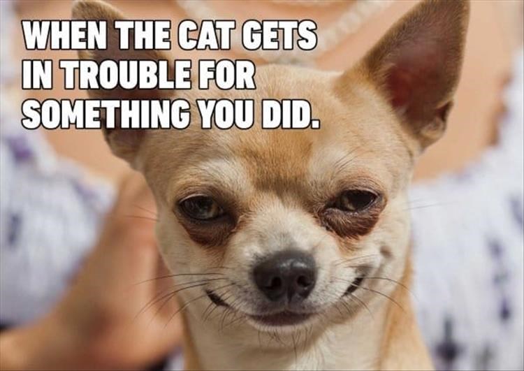 puppy dog GIF  Puppies funny, Funny dog memes, Funny animals