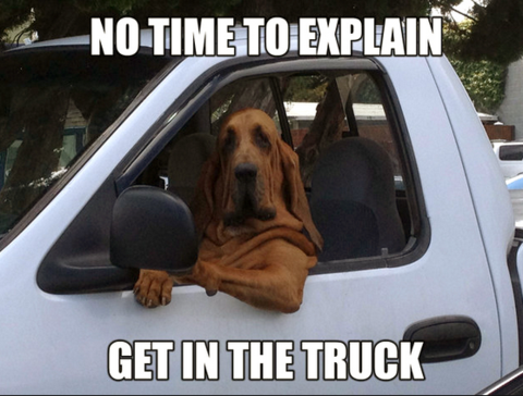 Dog driving a truck