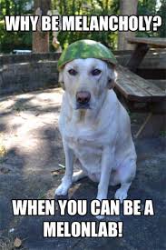 Dog with a watermelon on his head