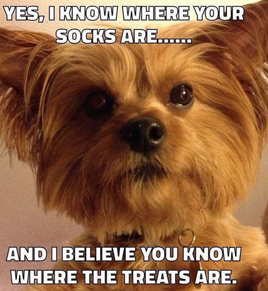 Dog meme featuring a yorkie 